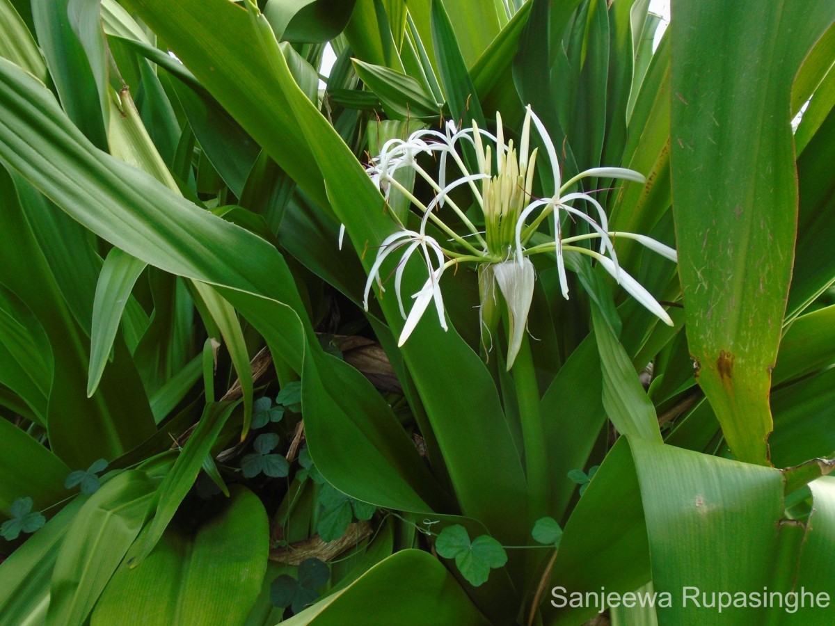 Crinum asiaticum L.